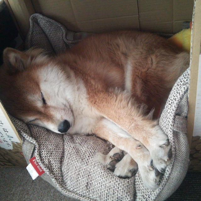 山地车越野挑战赛,追求速度与激情的完美结合,山地车越野比赛视频