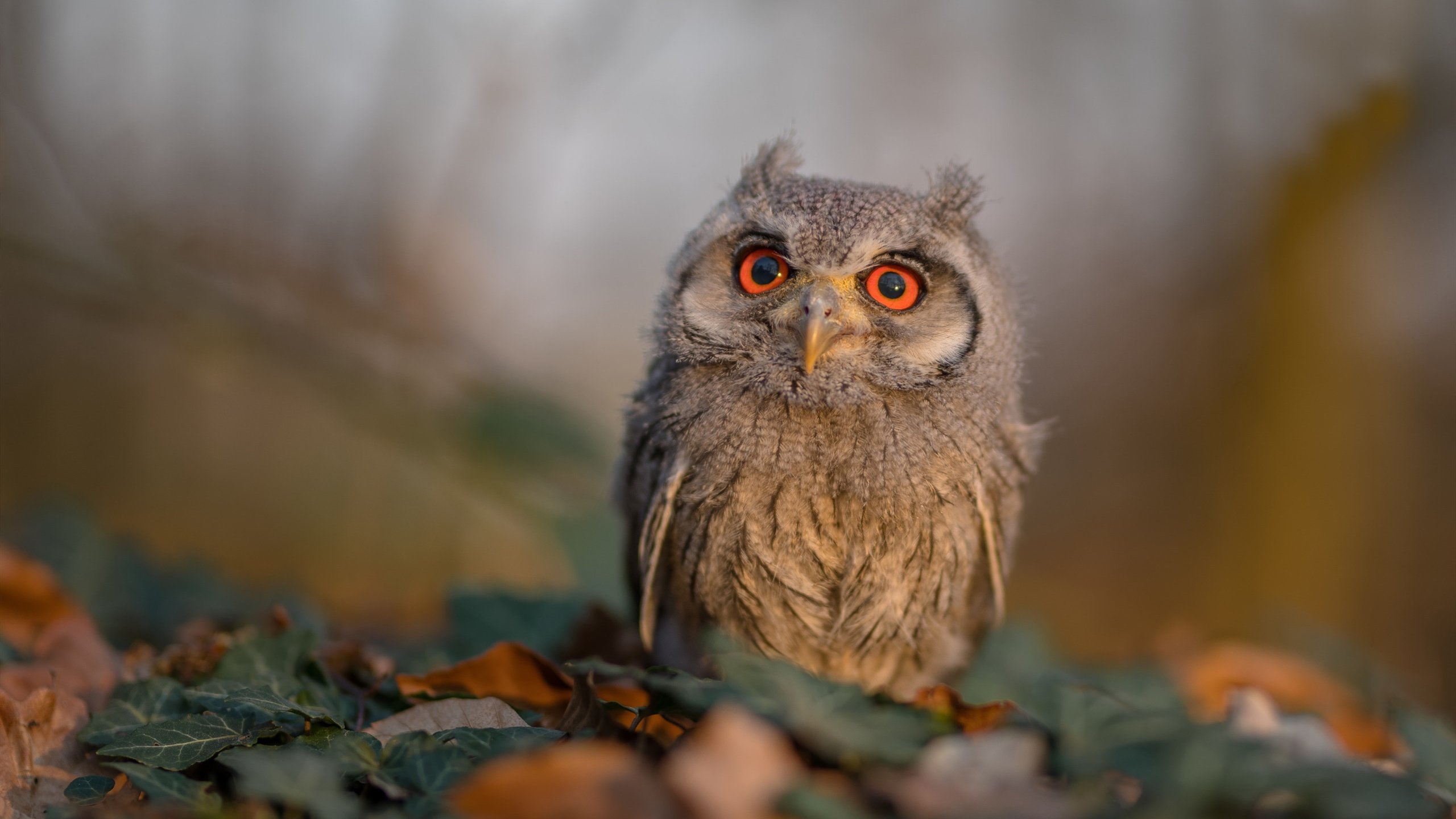 开云网页版-竞技与娱乐结合，中国篮球真人秀亮相荧屏，篮球真人秀节目