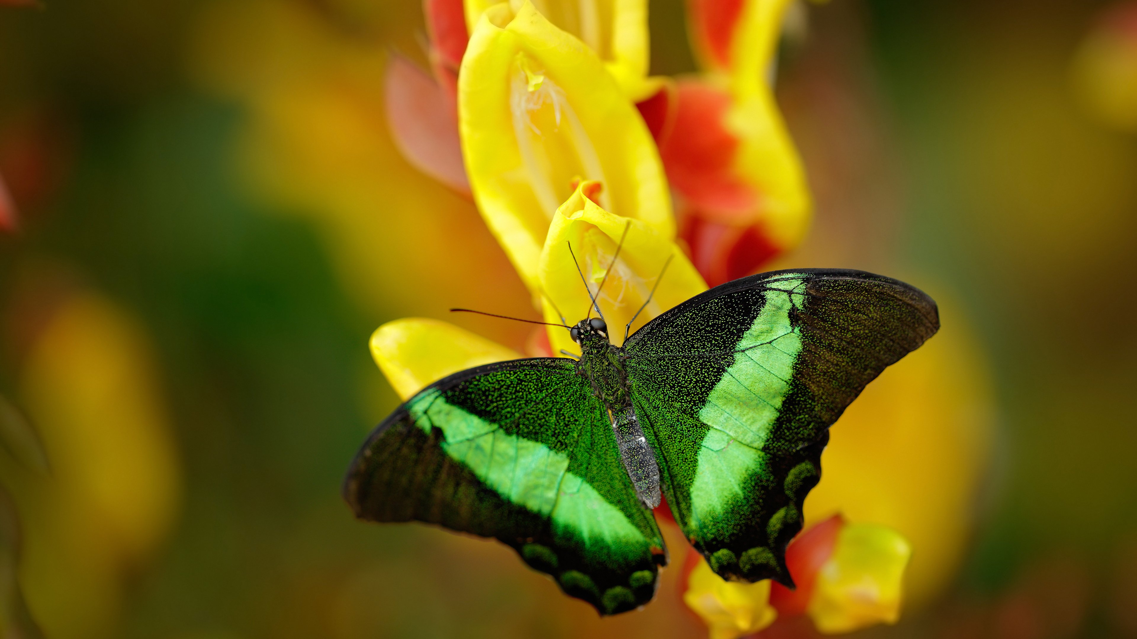 詹姆斯第三场砍下50+,帮助湖人在关键比赛中击败对手,巩固季后赛席位!