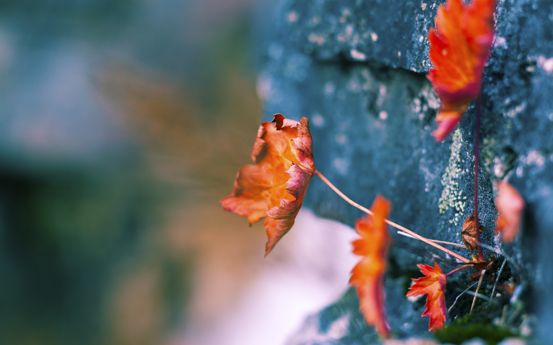 EDG选手转会市场动态,edg2021转会