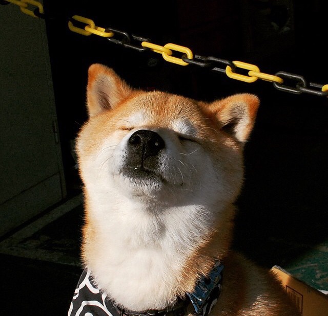 开云官网APP下载-北马其顿队挤入欧洲杯正赛，实力谋求突围，北马其顿欧洲杯预赛成绩