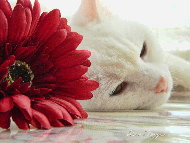 图恩是否具备青年军体系建构潜力,图恩格合法吗