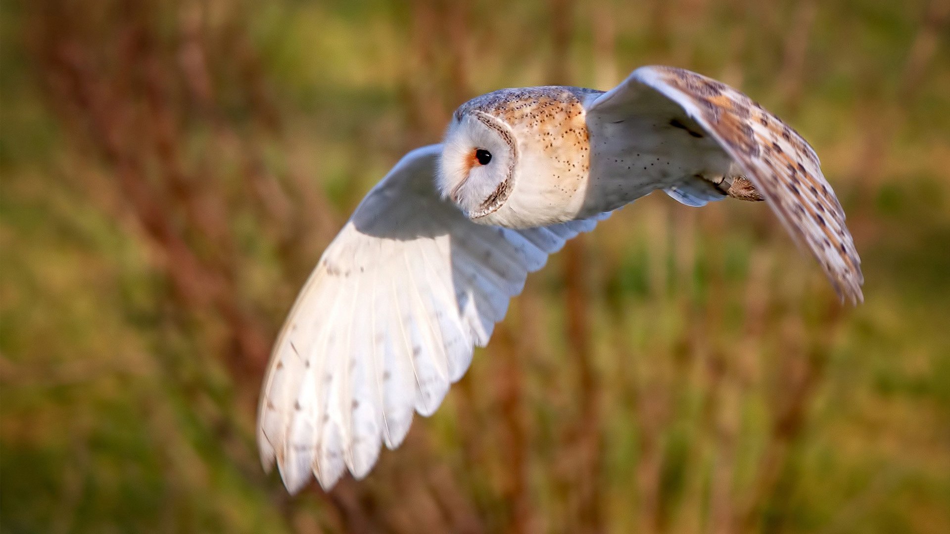 Kaiyun官方登录入口-德国女子70公斤级柔道选手米里亚姆·布特克雷特获得银牌，德国柔道教练