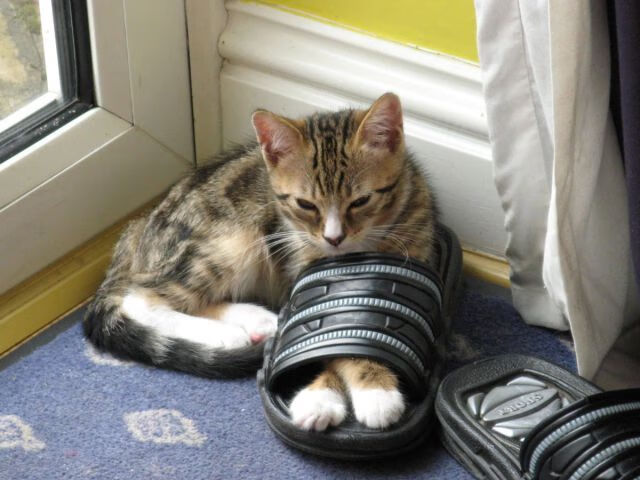 开云官网APP下载-挪威对决拉脱维亚：东风压倒西风？，挪威vs拉脱维亚