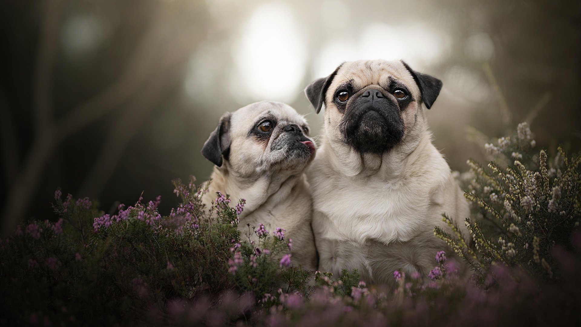 最新游泳赛事国际对抗赛预告,2022游泳比赛