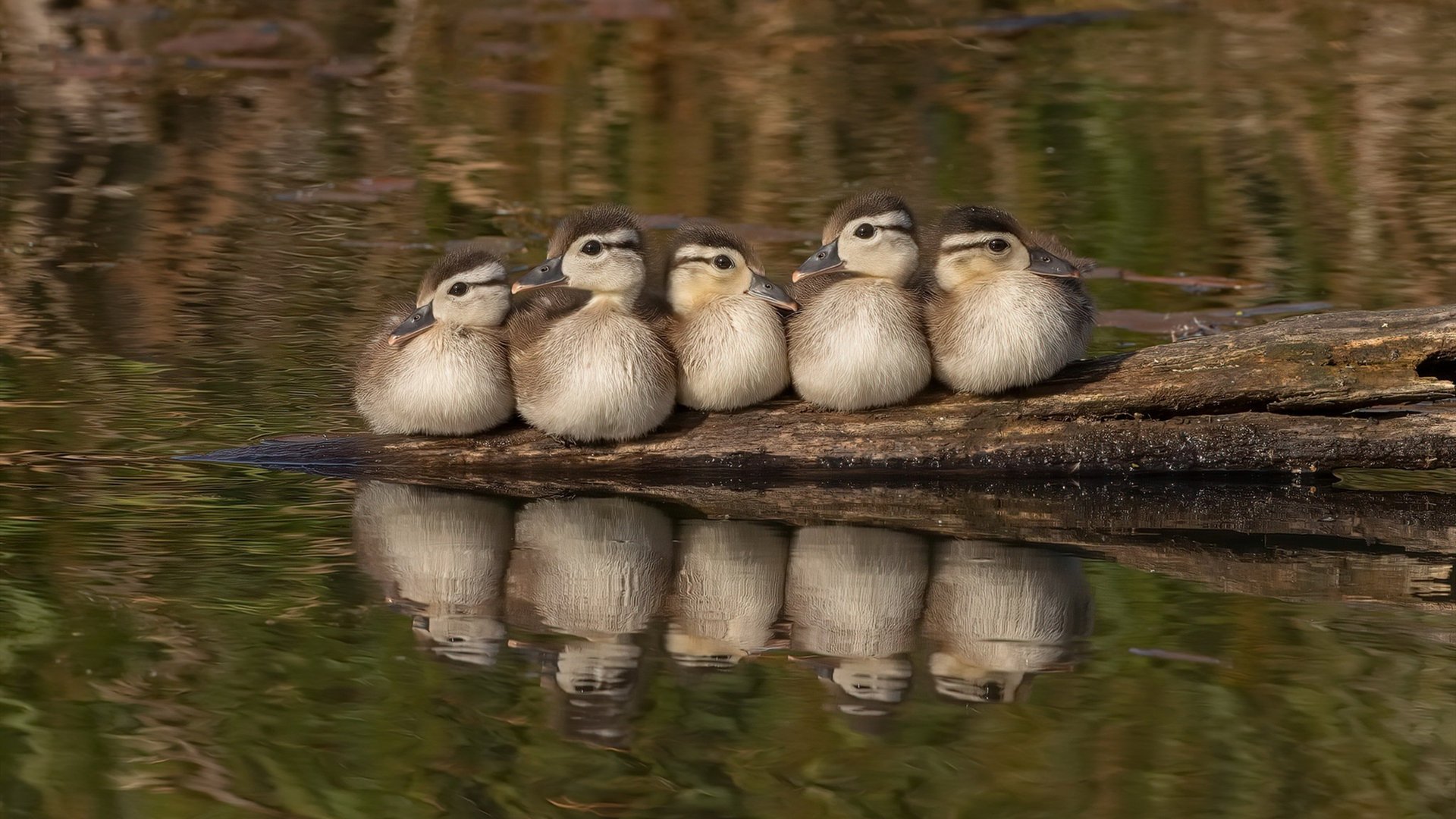 开云·体育官网-电竞赛事法律问题及争议解决机制，电竞赛事法律问题及争议解决机制方案