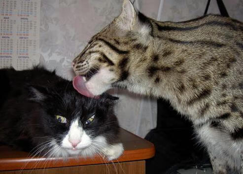 KAIYUNAPP-篮球运动员抗压训练技巧，篮球运动员抗压训练技巧有哪些