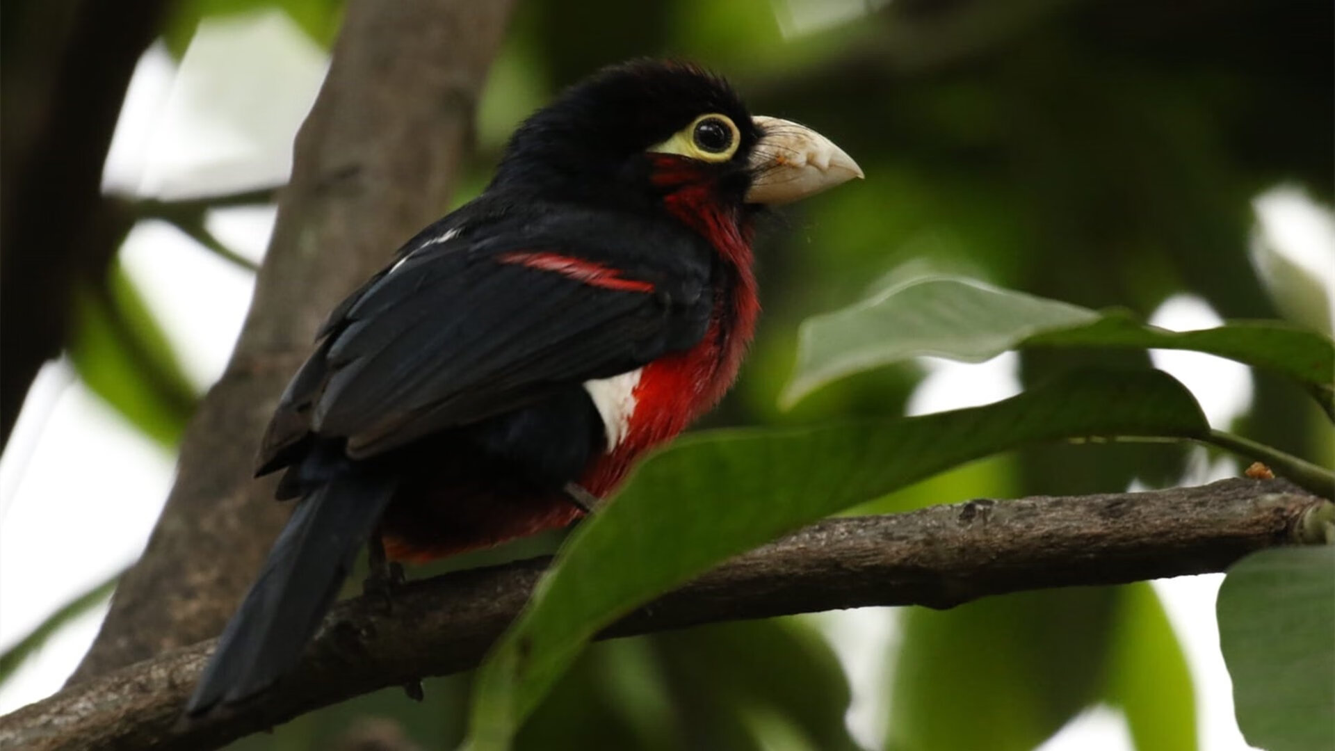 kaiyun.com-篮网队主帅发布战术调整，力拼反弹，篮网队主力阵容