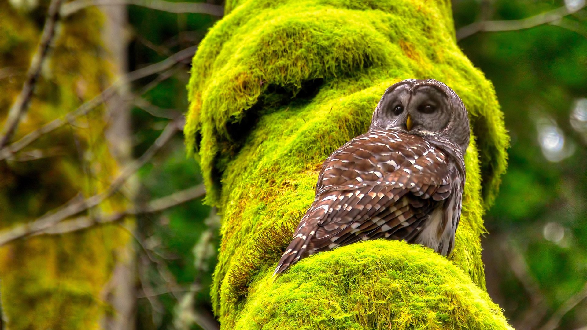 中超球队多样化进攻体系构建情况总结,中超球队去企业化