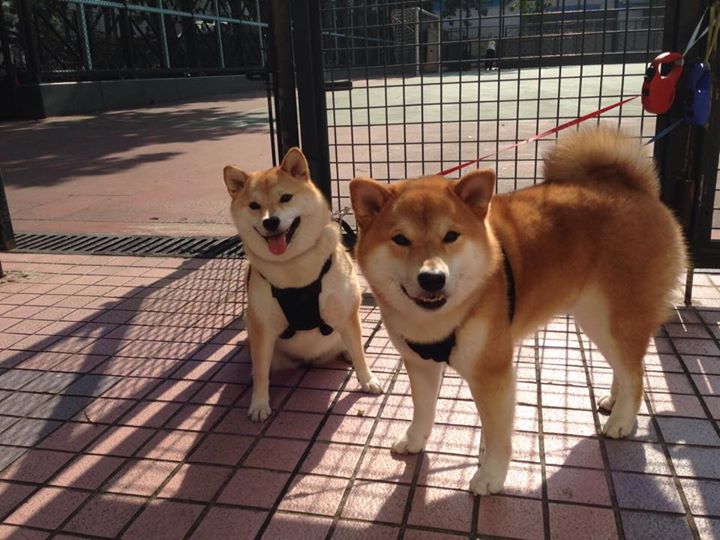 “天府新区沙滩赛场:沙滩手球展现极速与力量”