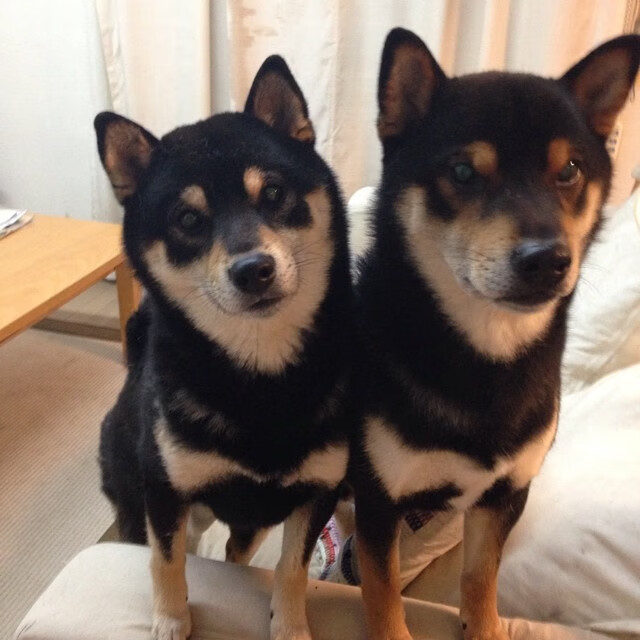 KAIYUN 中国大陆-五大联赛是否更偏好使用反向跑位制造射门空间，五大联赛射门次数榜