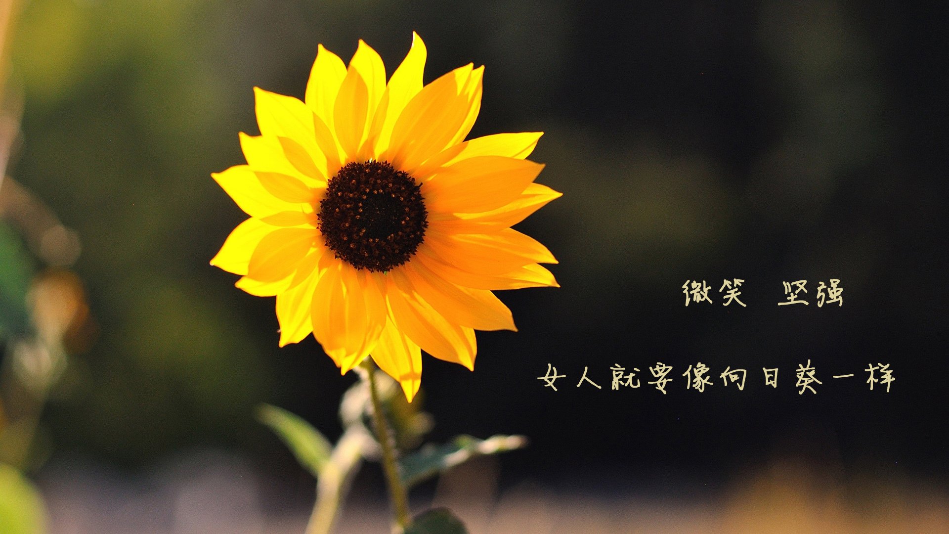 博卡战术设计需引入现代数据分析辅助,博卡式步枪