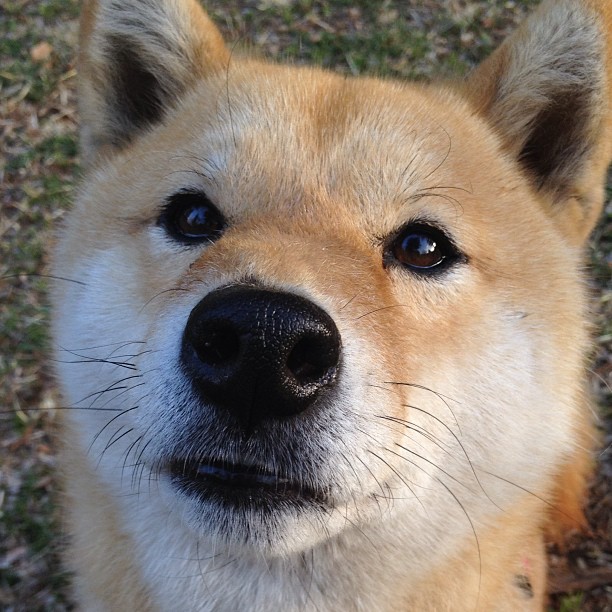 开云官方-印度队在2024年世界杯赛场上强势崛起的背后故事，印度世界杯退赛