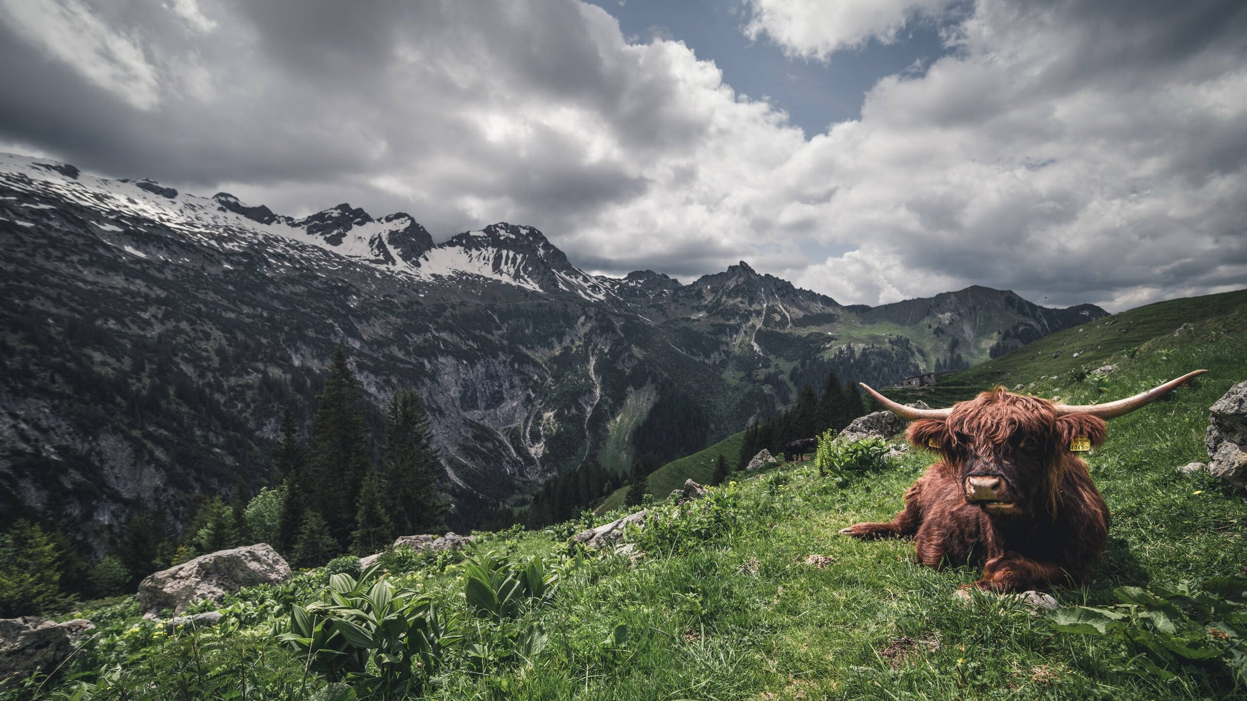 国家女篮在亚洲赛场展现强大竞争力,女篮亚洲杯国家