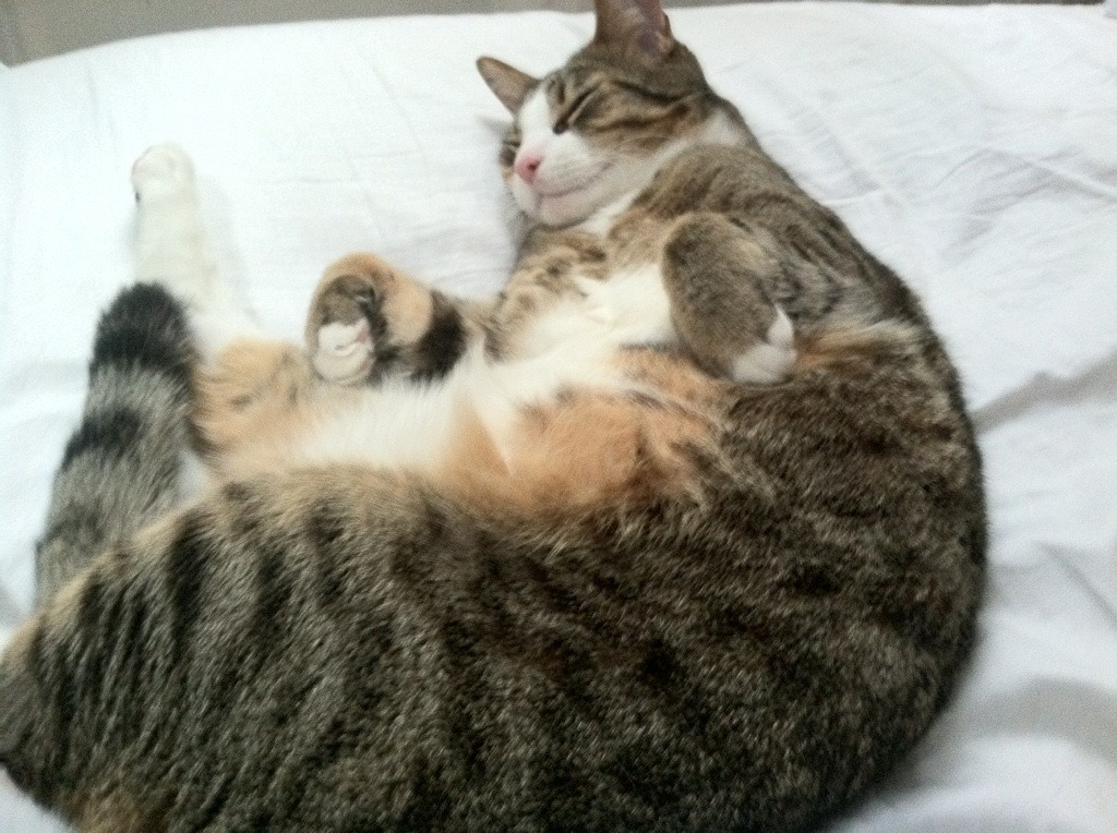 埃弗顿补强锋线力求摆脱保级区,埃弗顿吧