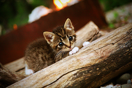 波兰队赛制解析:如何在团体赛中提升战术配合,波兰队战绩