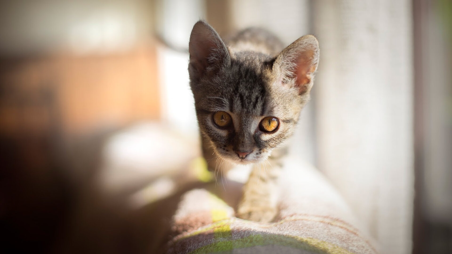 防守选择包夹与护框的优劣对比,包夹防守英文