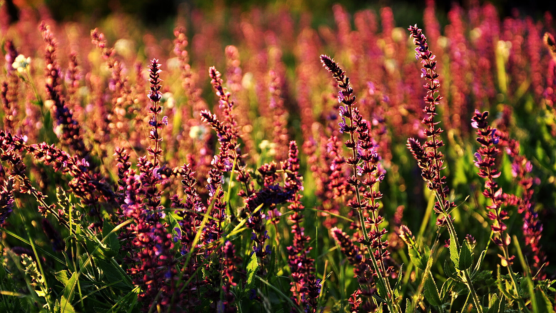 开云官方网站-中国足球职业俱乐部裁判员选拔和培训机制不断完善，足球协会裁判