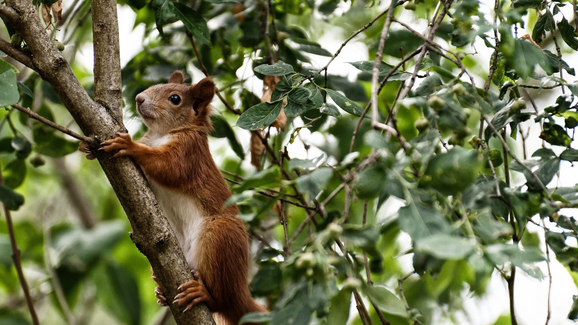 埃及男篮在非洲锦标赛中夺冠,篮球运动持续发展