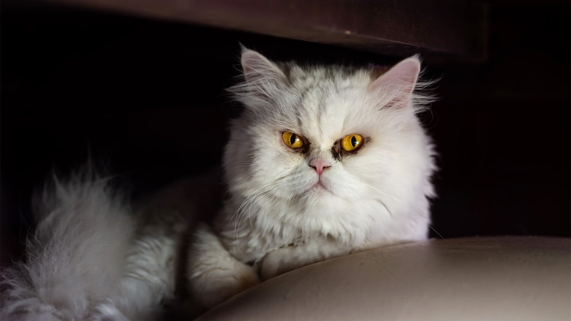 杰克·阿莱克西蝶泳比赛引粉丝刷屏