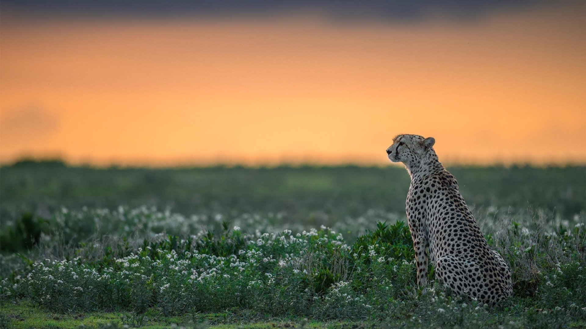 自由泳预赛突尼斯多人晋级,自由泳2021